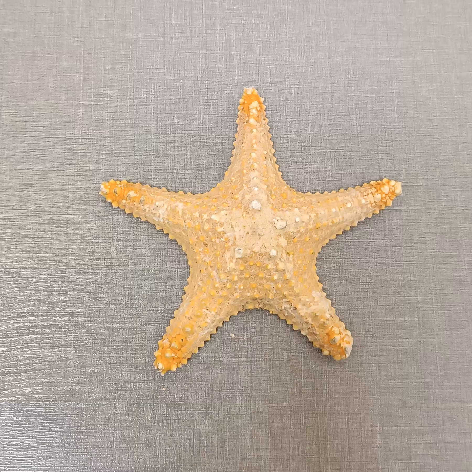 ستاره دریایی p7