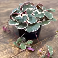 کود تقویتی مخصوص ساکسی فرآگا ( آژینه ) ظرافت