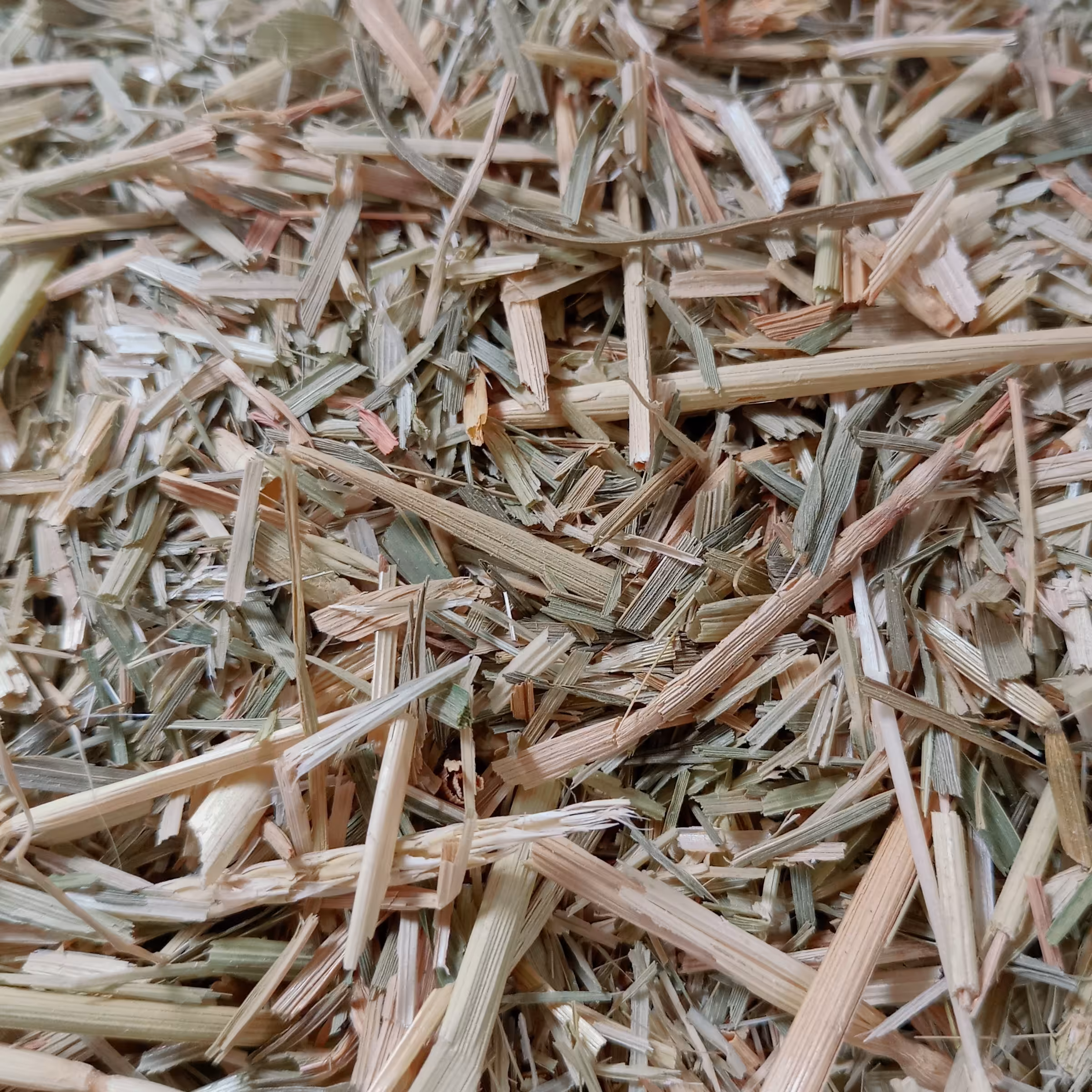 گیاه سبزه گندم 100 گرمی ( عطاری فاطر )