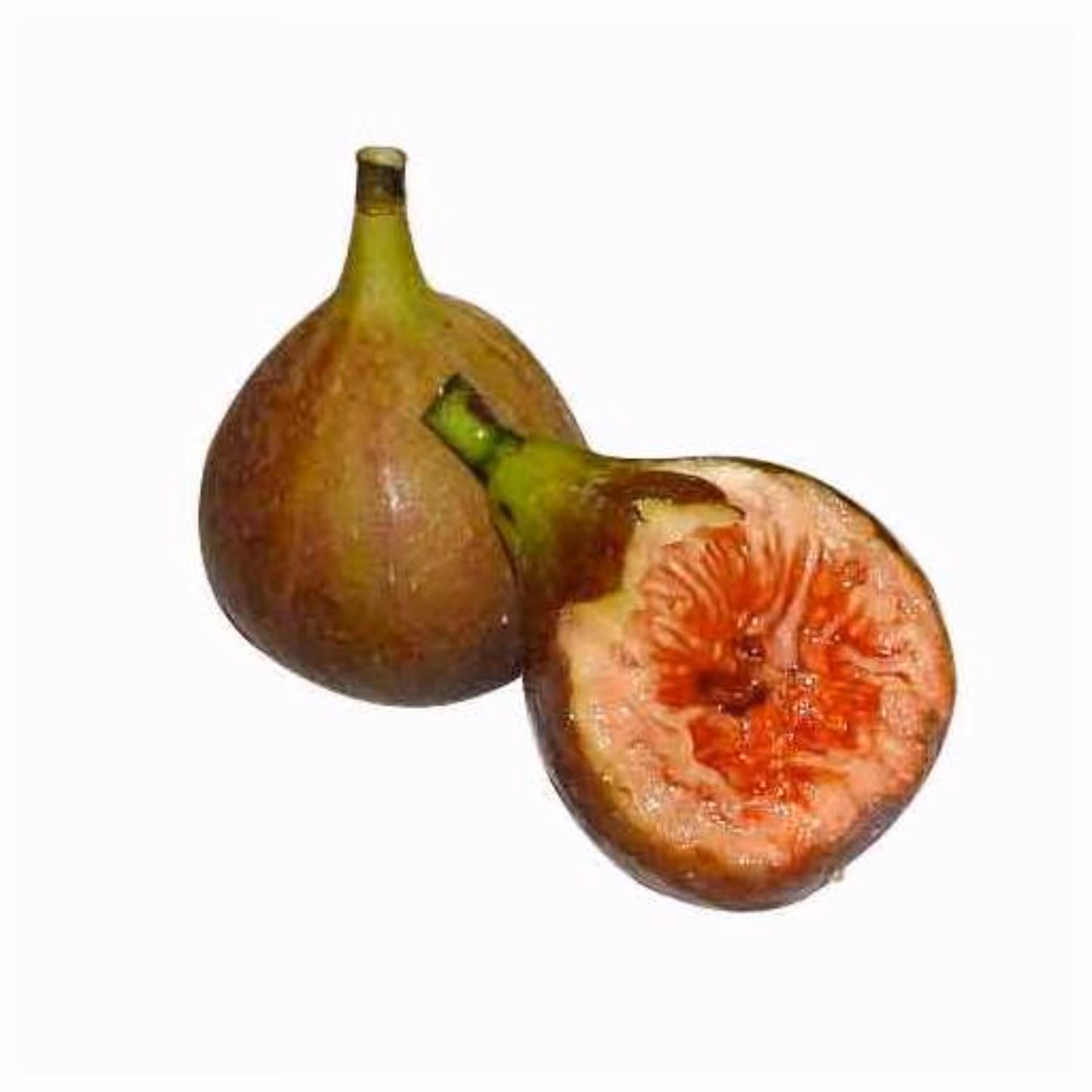بذر بونسای انجیر خوشه ای 5 عددی