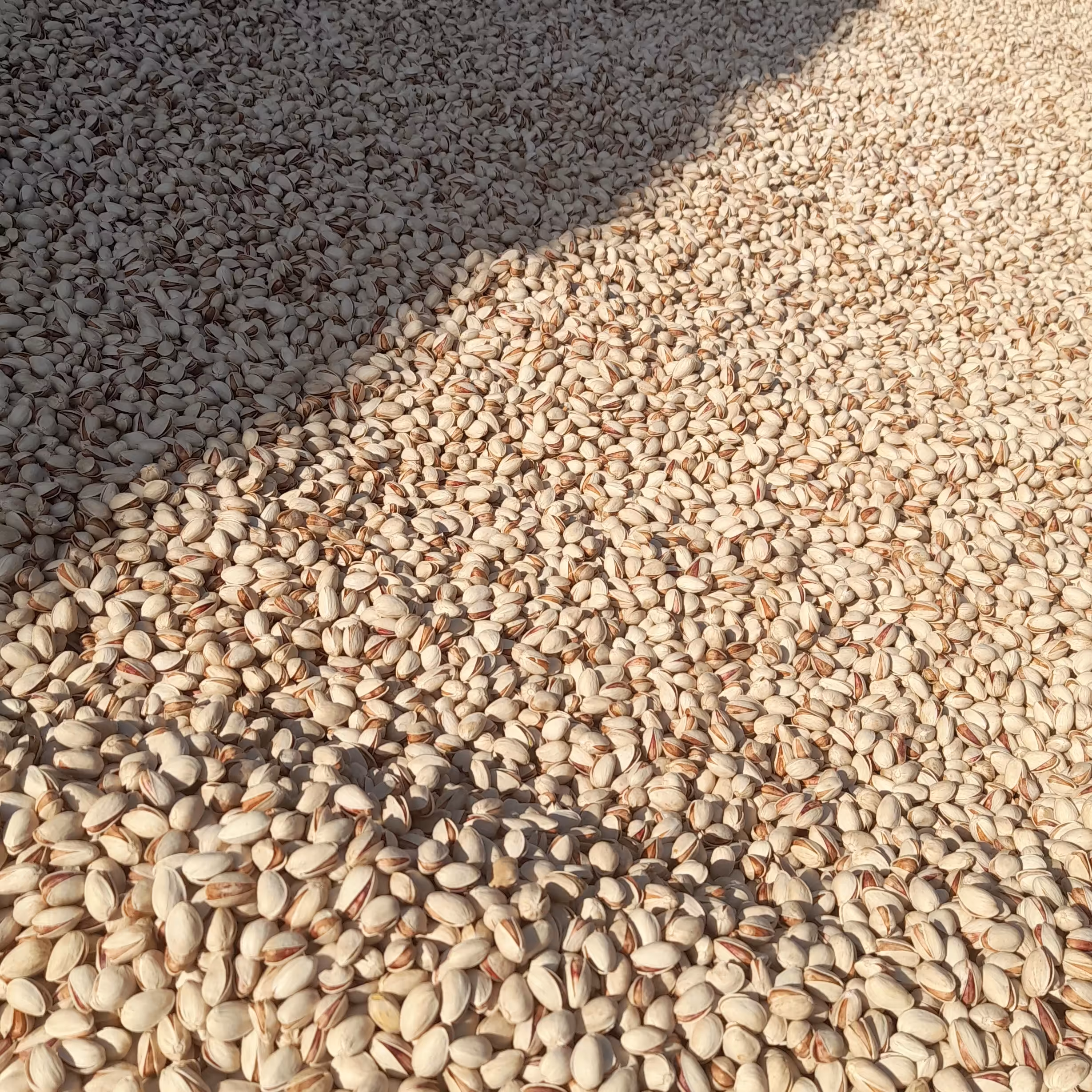 پسته فندوقی مرغوب و کاملا ارگانیک با بهترین کیفیت و نازل ترین قیمت باتوجه به کیفیت بالا(دو کیلوگرم )