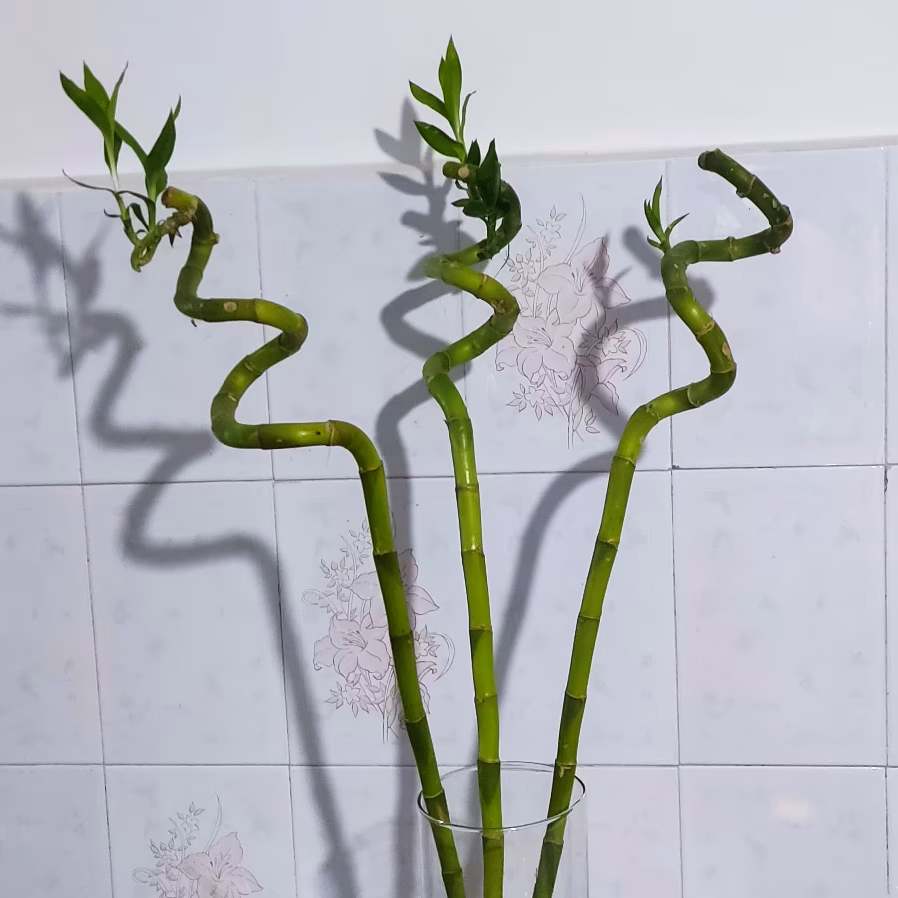 بامبوجوانه دار