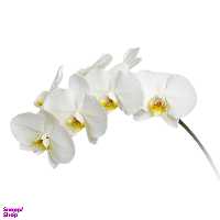 گل ارکیده سفید 1 شاخه