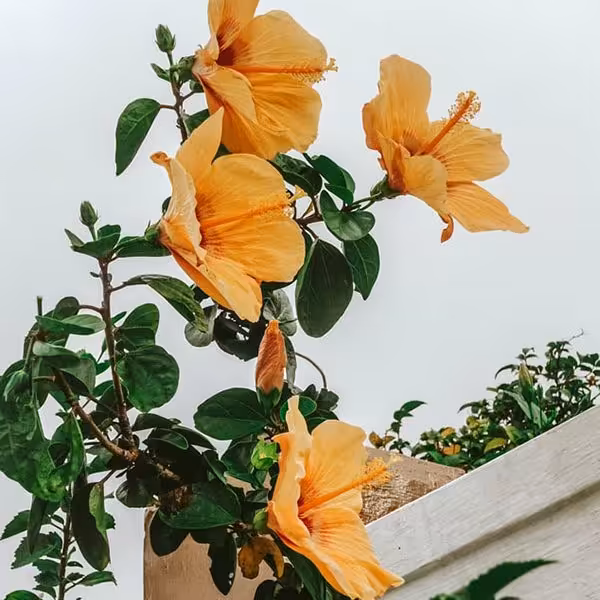 بذر ختمی ژاپنی زرد