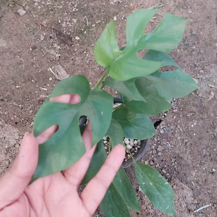 گل گیاه دکوراتیو رافیدو فورا گلدان ده پس کرایه