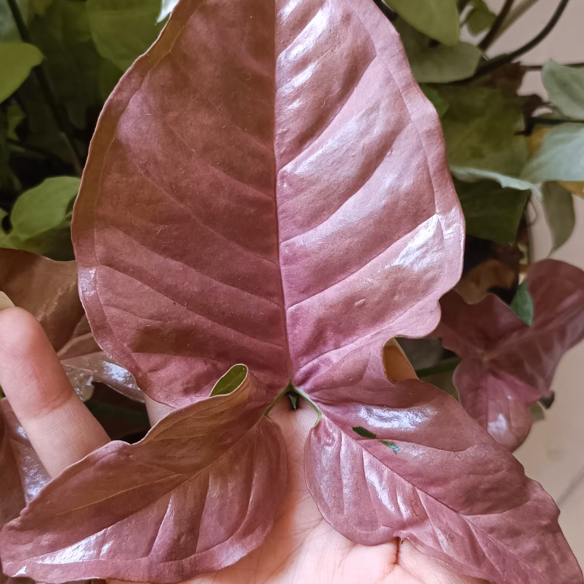 سینگونیوم صورتی بال فرشته ای/گلدان14/پر بوته قابل قلمه گیری/کیفیت بی نظیر