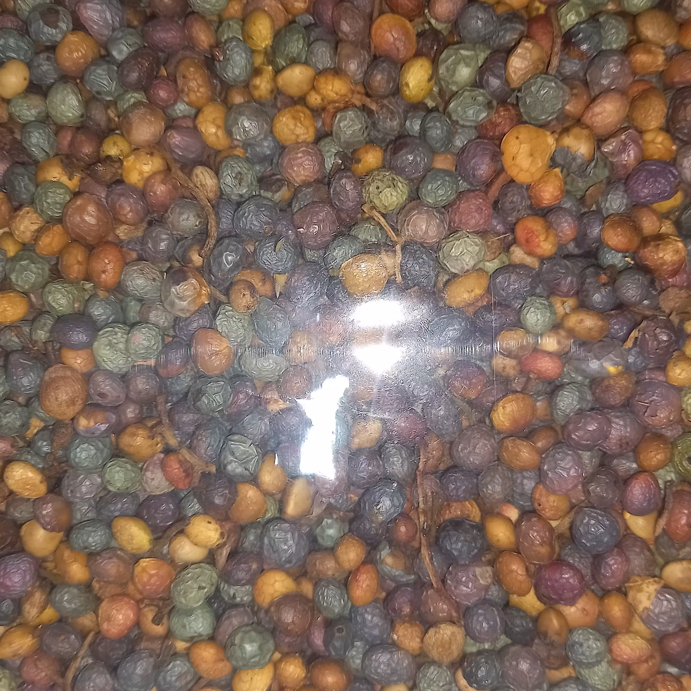 بنه کوهی (پسکرایه)اعلا و درجه یک محصول منطقه خراسان بسیار پر مغز و عالی پر مغز و درجه یک