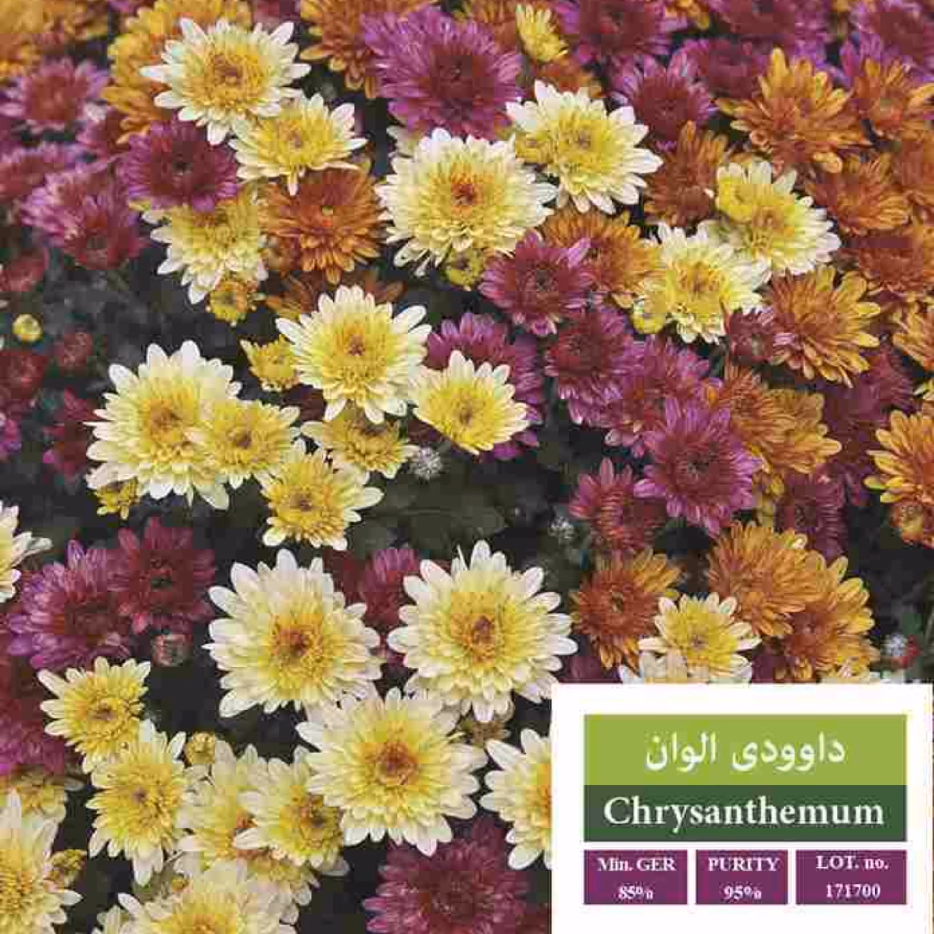 بذر گل  داوودی الوان بذر طلایی رویان 