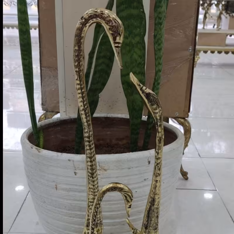 قو عاشق برنز  سایز بزرگ و متوسط