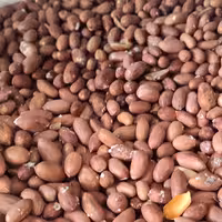 مغز بادام زمینی شور ریز درجه ا کیلو 240