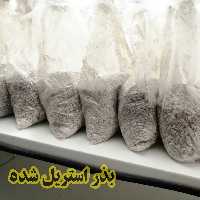 بذر  خام یا گندم استریل  اسپان اتوکلاو شده 1کیلویی 5کیسه