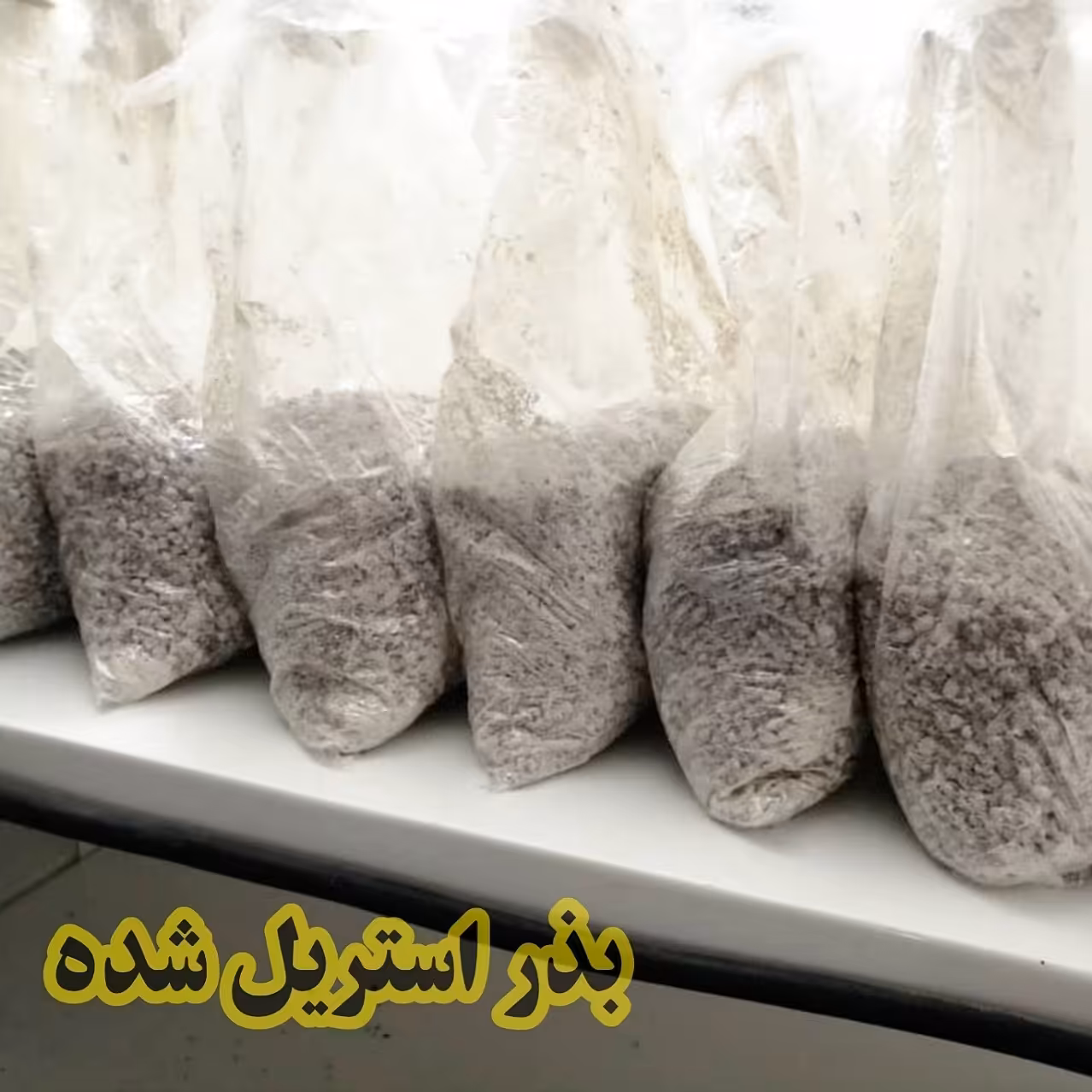 بذر  خام یا گندم استریل  اسپان اتوکلاو شده 1کیلویی 5کیسه