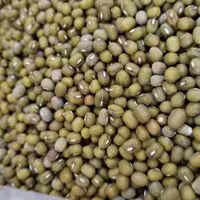 ماش تازه و درشت