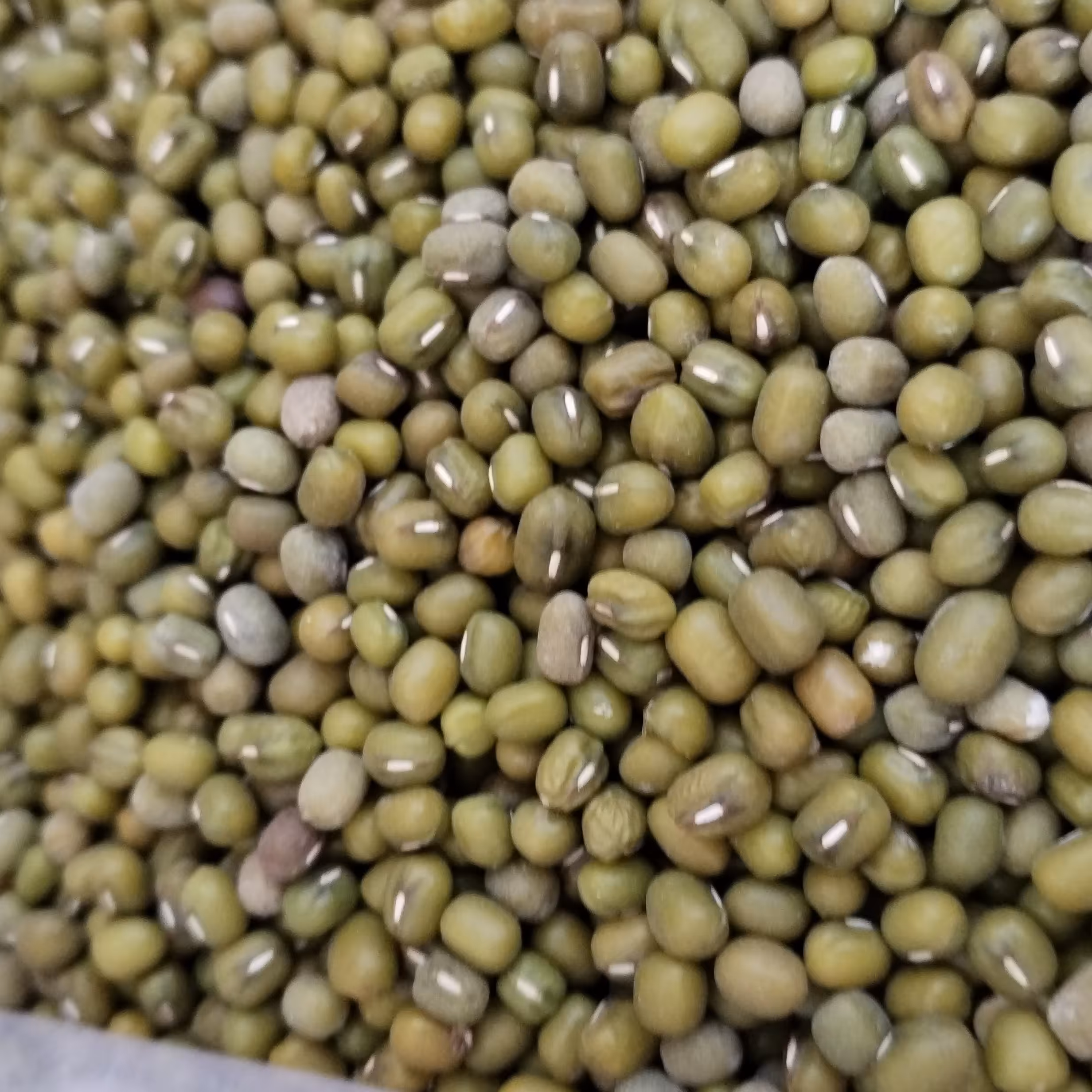 ماش تازه و درشت