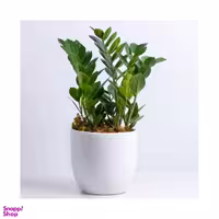 گلدان گیاه طبیعی مدل زاموفیلیا