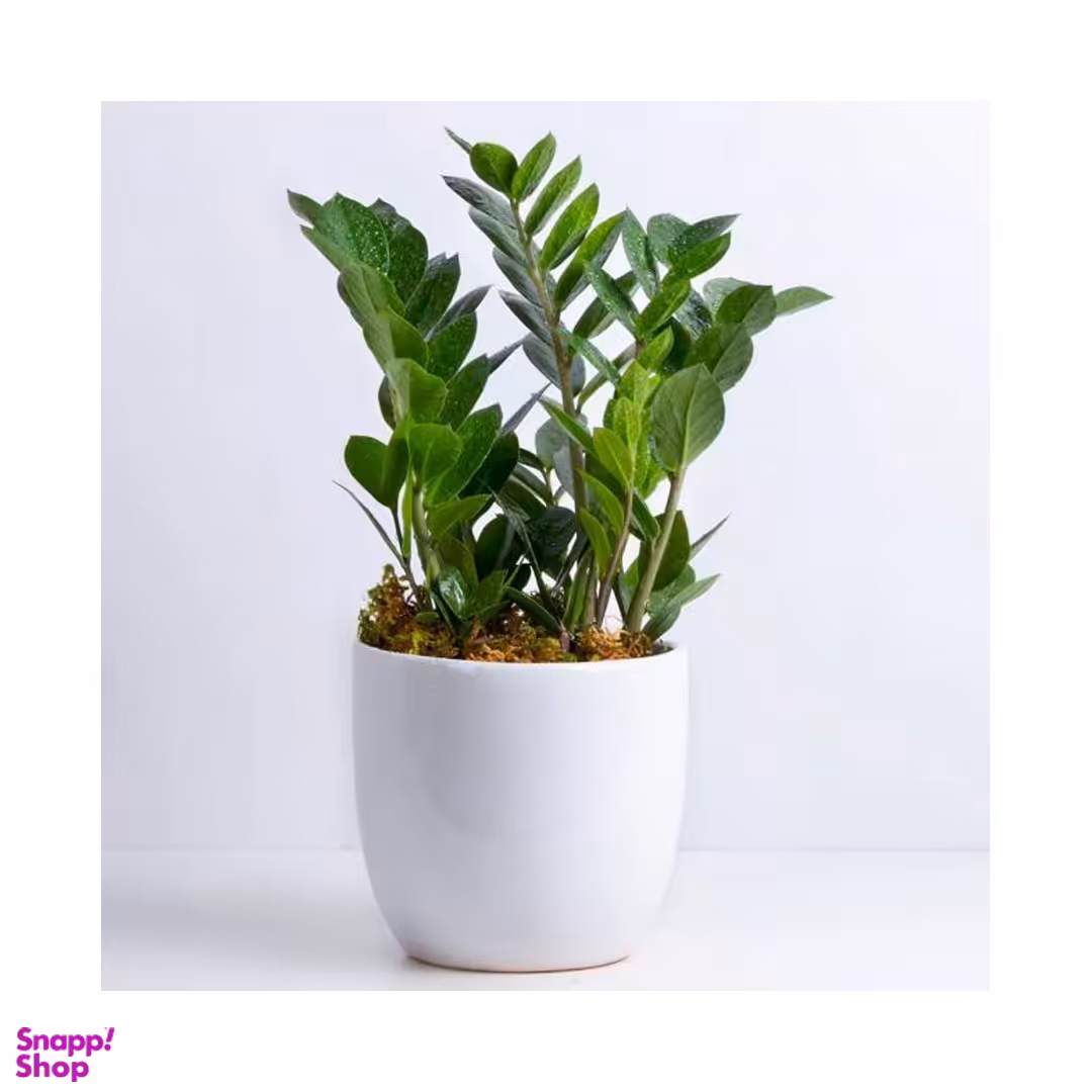 گلدان گیاه طبیعی مدل زاموفیلیا