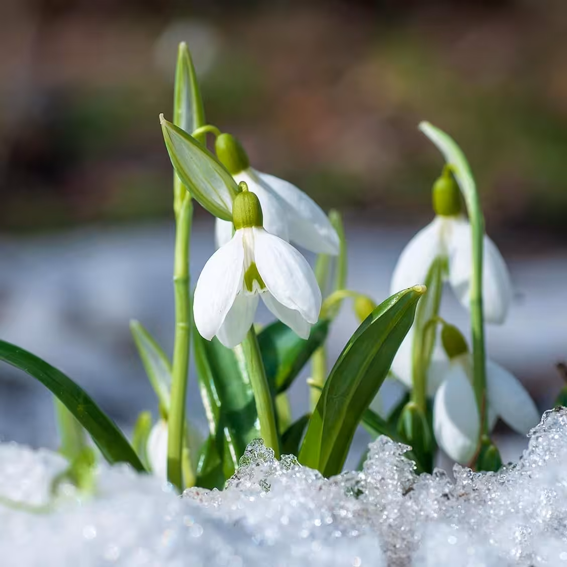 پیاز گل نرگس برفی معطر (50تایی)ویژه تولیدکنندگان( Galanthus woronowii)
