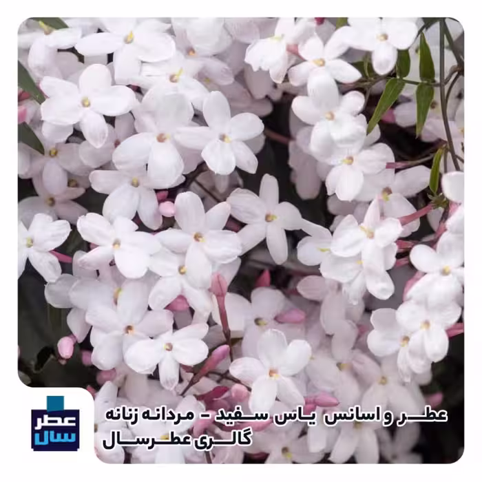 اسانس گل یاس سفید حجم اسپری 5 میل ممتاز یا 4 میل خالص رولی ( عطر گل یاس سفید) حتما توضیحات محصول ملاحظه شود