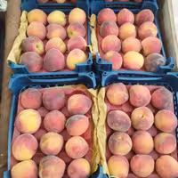 هلو زعفرانی 