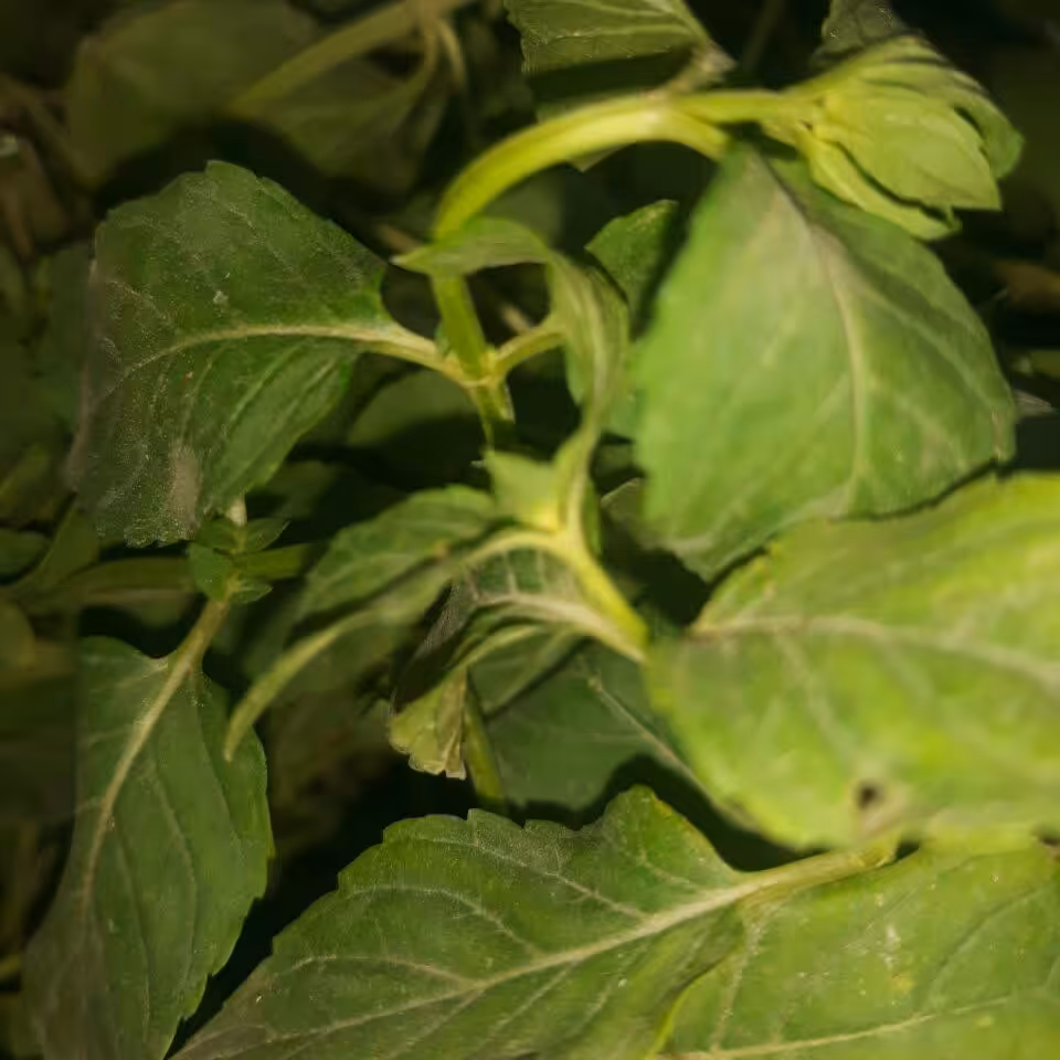 نعناع سوسن بر