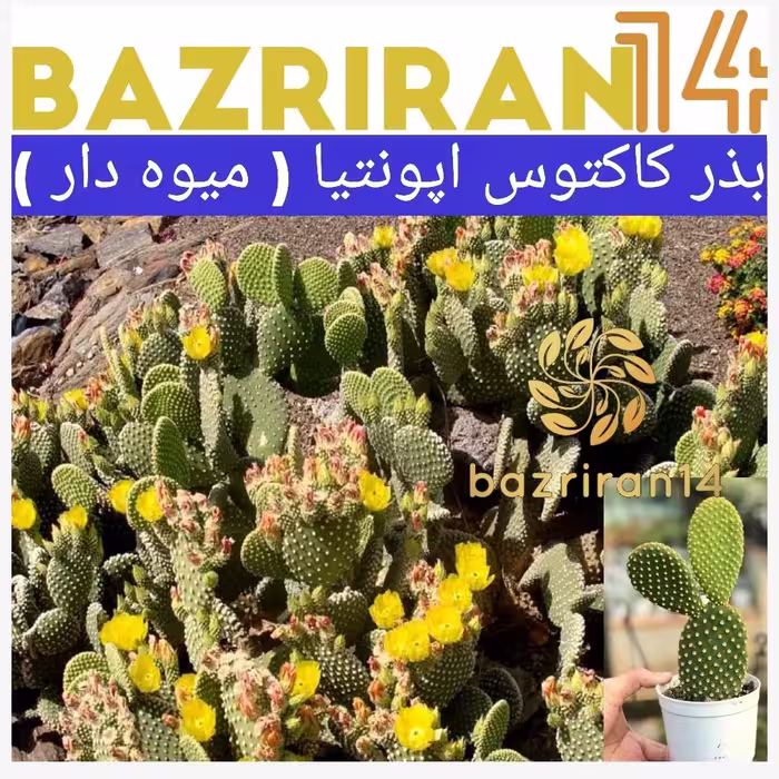 بذر کاکتوس اپونیا ( کاکتوس گلدار ) باکیفیت و تازه بسته 25عددی
