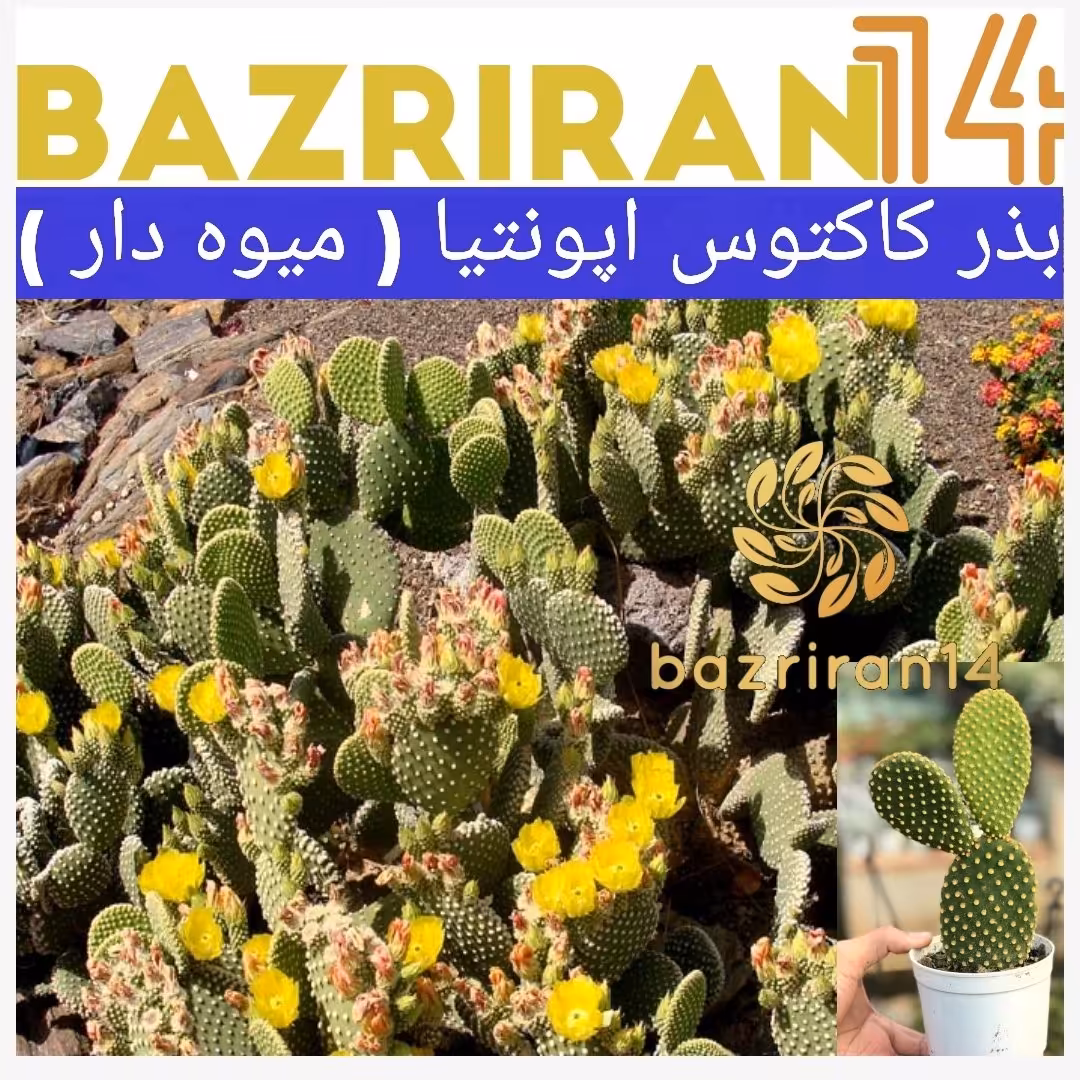 بذر کاکتوس اپونیا ( کاکتوس گلدار ) باکیفیت و تازه بسته 25عددی