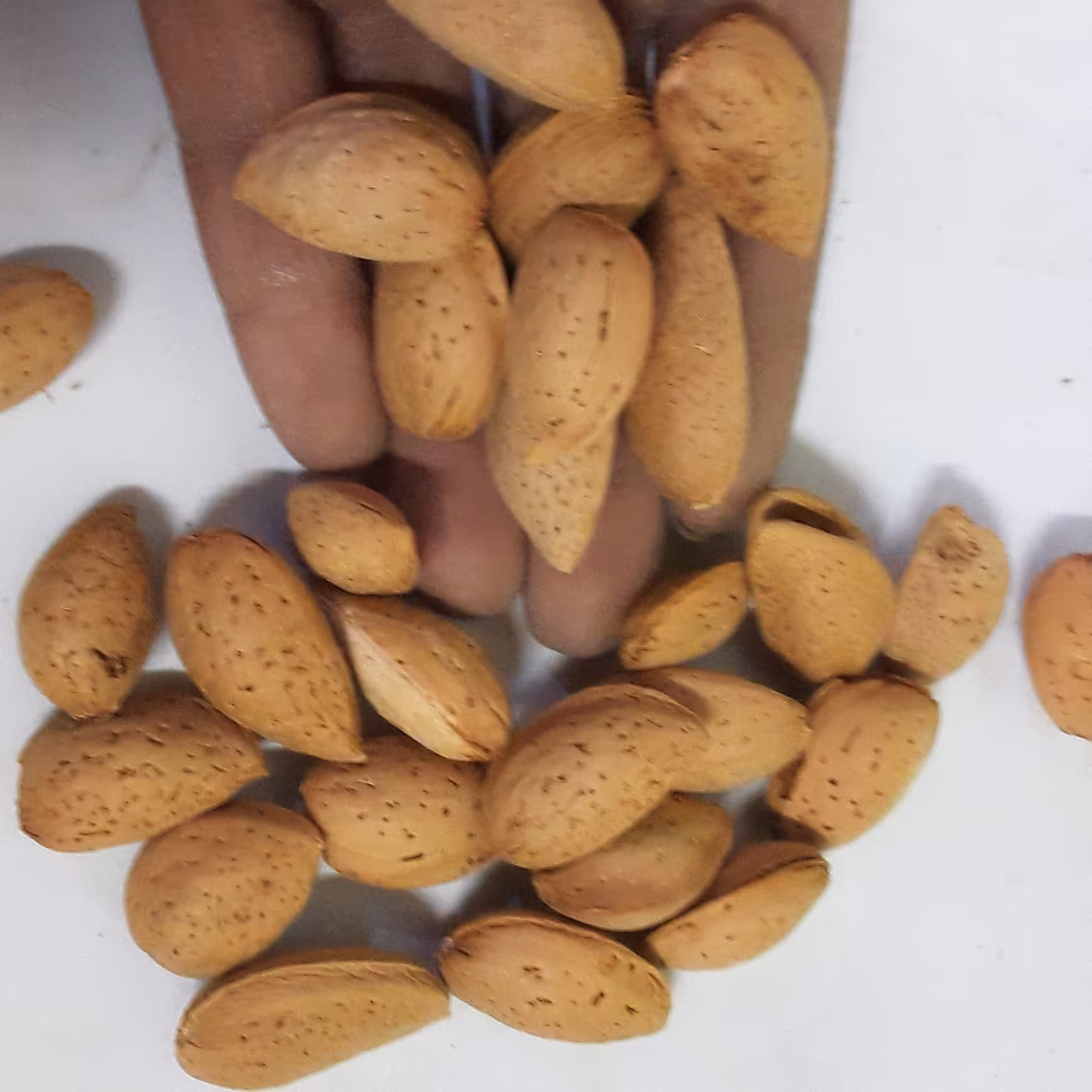 بذر بادام سنگی تلخ کوهی چهارگل چهارمحال وبختیاری (20عددی)