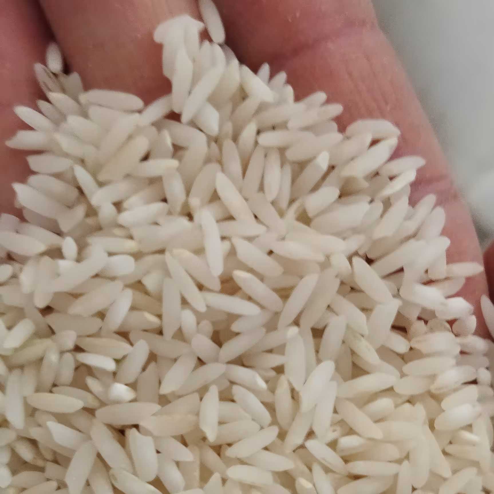 برنج طارم هاشمی *کشت دوم *فریدونکنار 10کیلویی