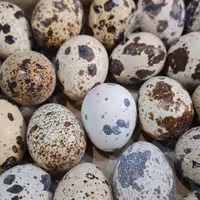 تخم بلدرچین تازه وبهداشتی