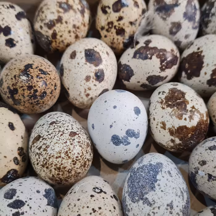 تخم بلدرچین تازه وبهداشتی