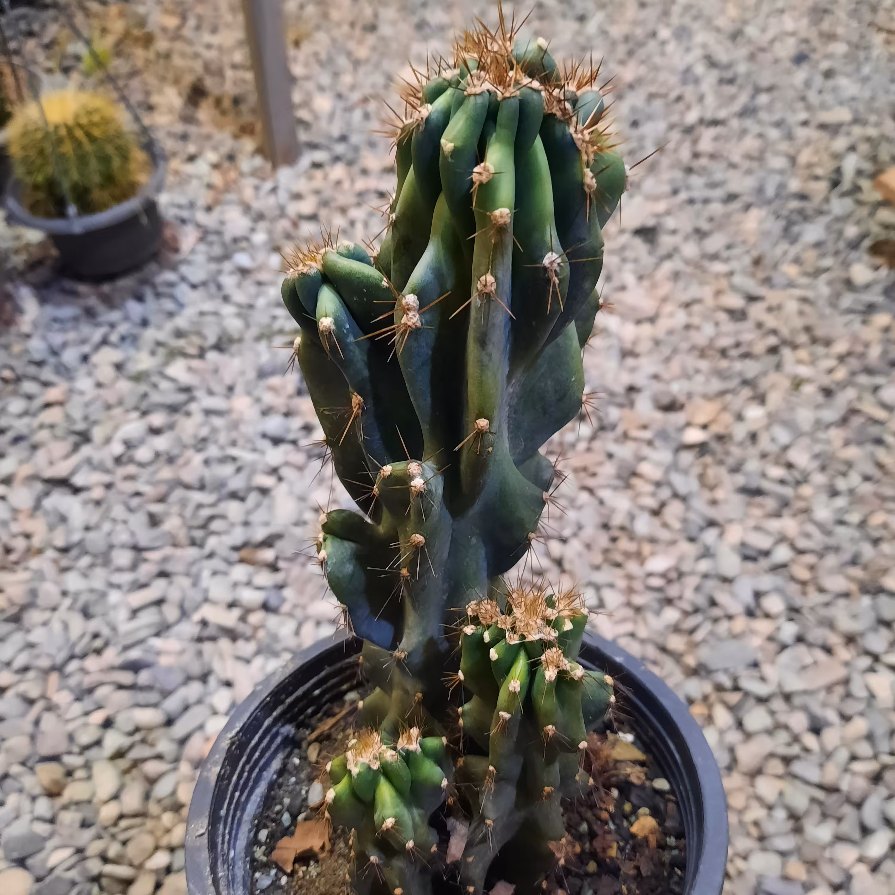 کاکتوس صخره ای گلدان سطل 3 ارتفاع 20 سانت