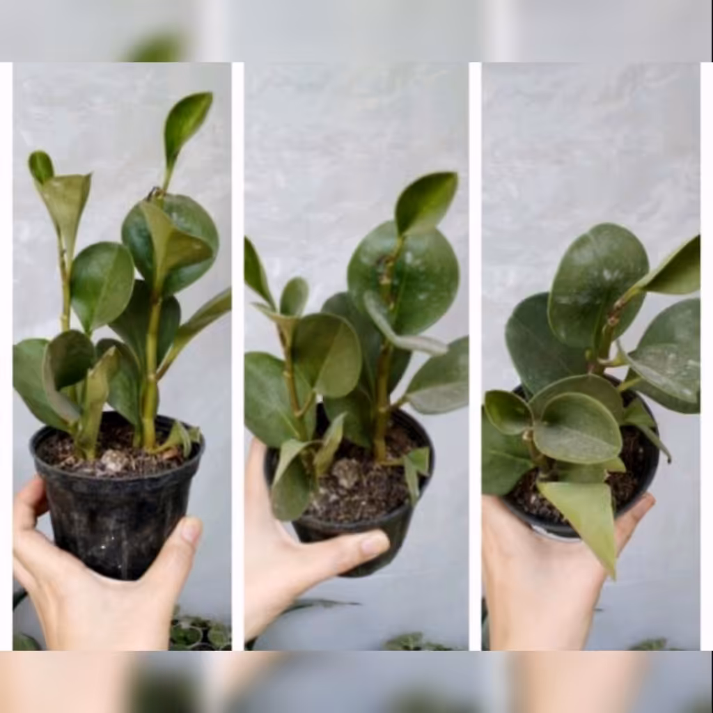 گل طبیعی قاشقی هلندی سبز یشتر دوبوته کیفیت عالی پک چهارتایی تخفیف ویژه 