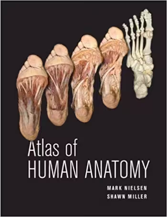 󾕇 دانلود کتاب Atlas Of Human Anatomy, 2011 - دانلود کتاب های دانشگاهی