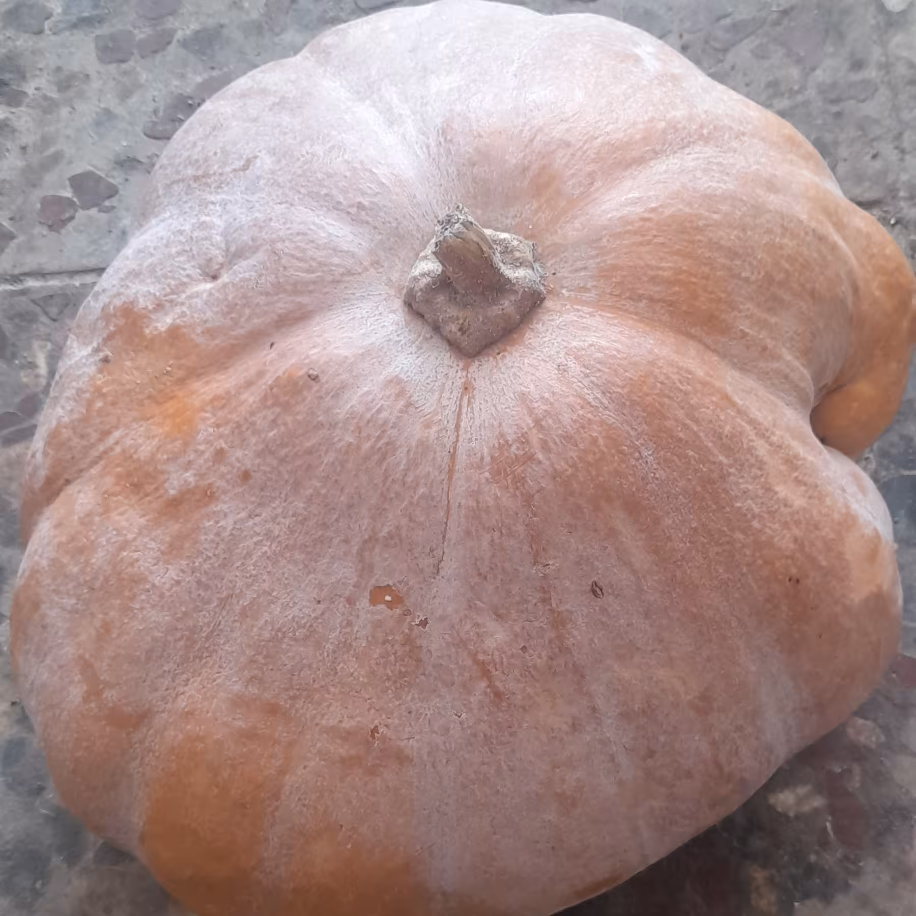 کدو شیرین (5 کیلویی)