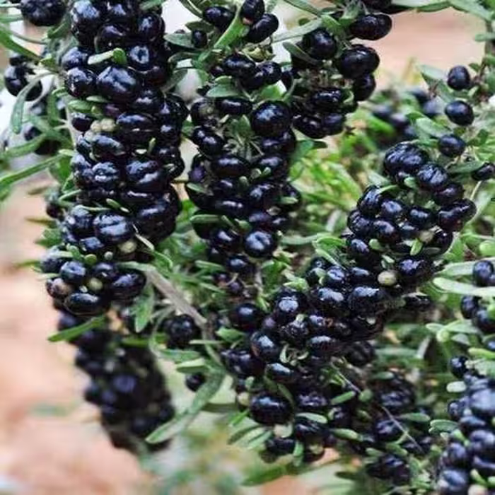 بذر گوجی بری سیاه بسته 15 عددی