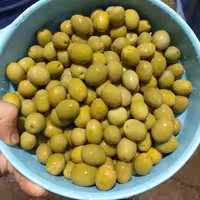 زیتون طارم کنسروی سوپر ویژه امساله