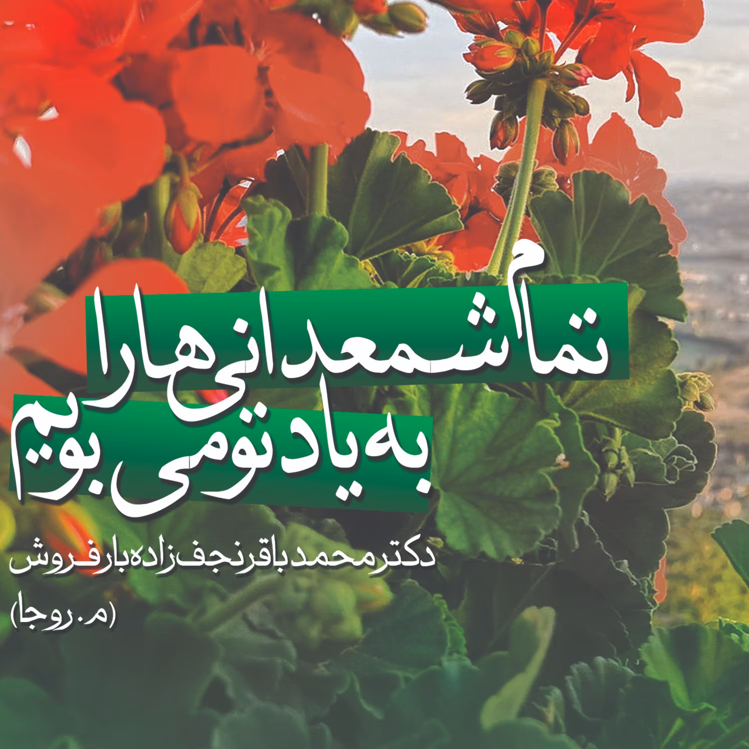 تمام شمعدانیها را به یاد تو میبویم