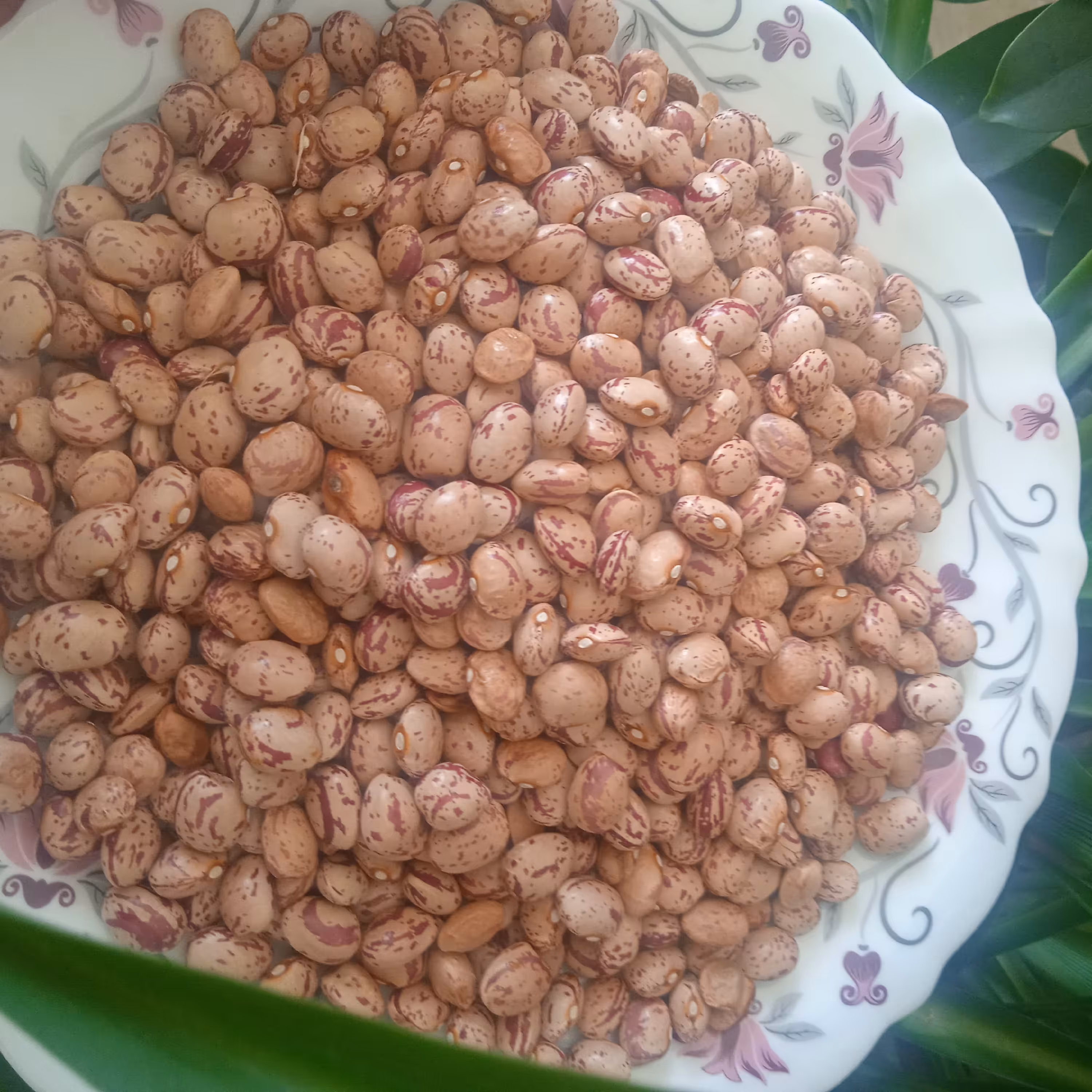 لوبیا چیتی خو ش پخت و درشت