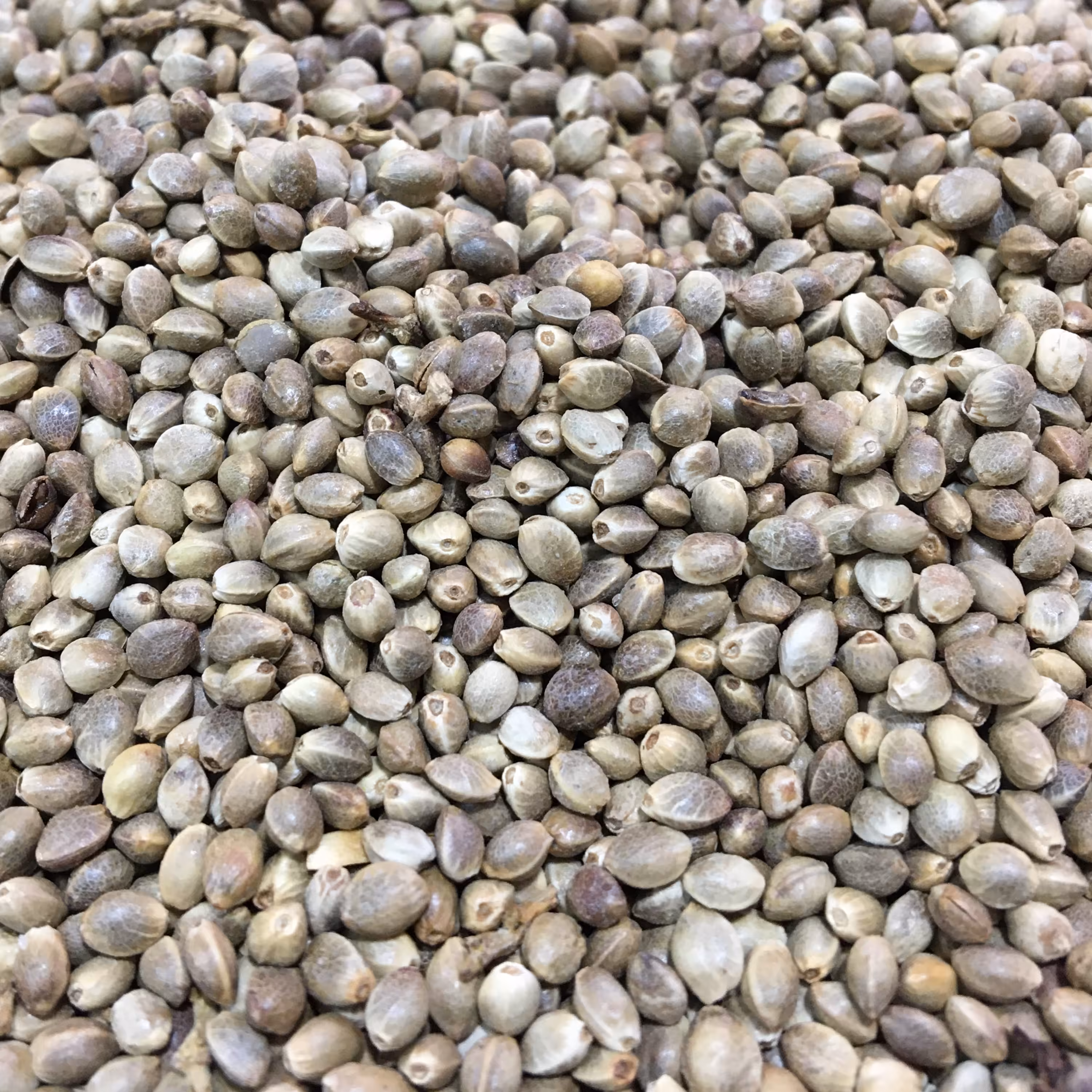 شاهدانه نمکی 250 گرم