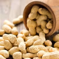 بادام زمینی غلاف دار آستانه اشرفیه تازه و خوشمزه 