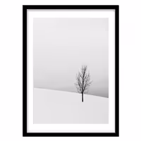 قیمت و خرید تابلو دکوراتیو مدل عکاسی مینیمال درخت کد 0317