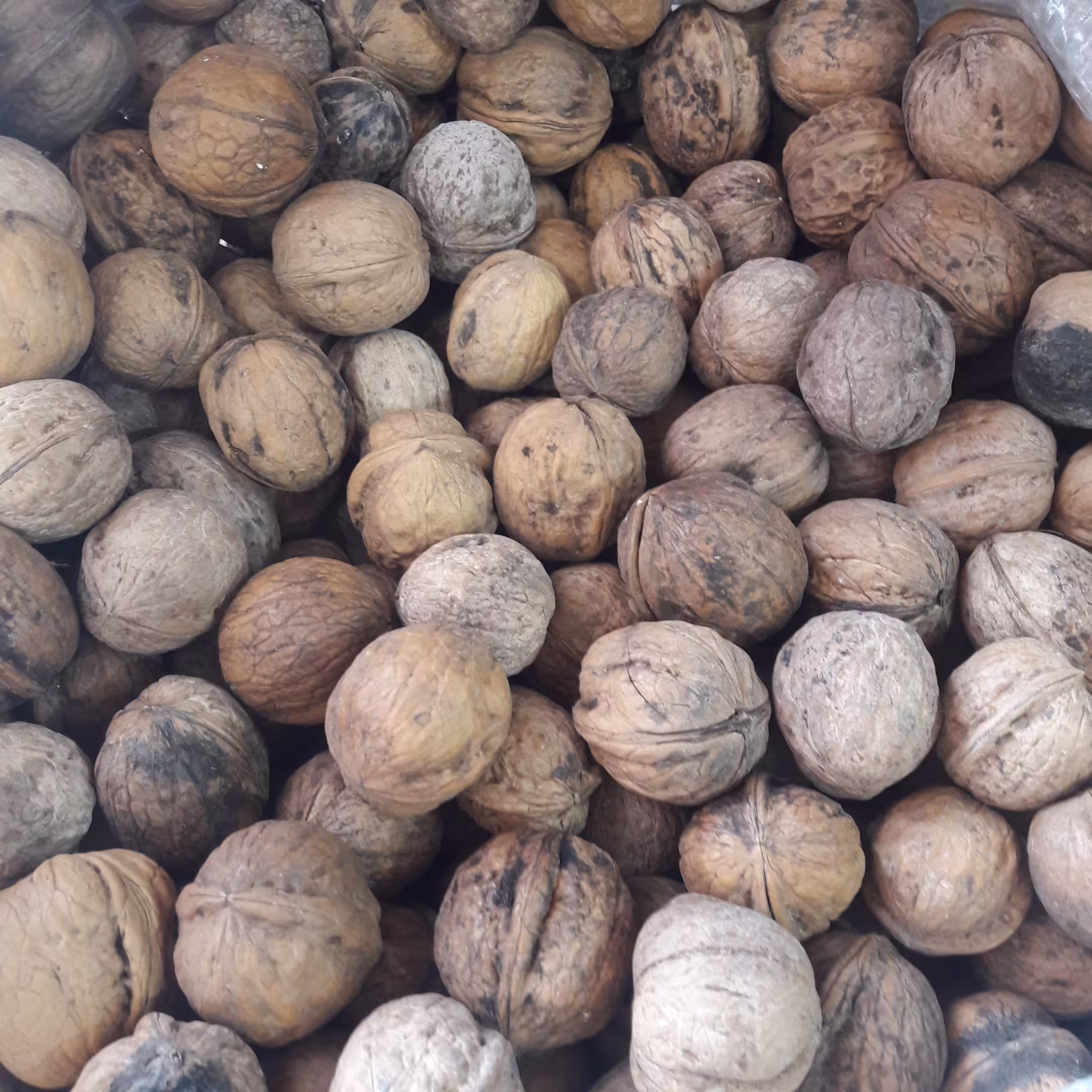 گردو ایرانی تویسرکان