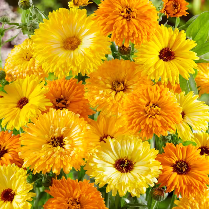 بذر گل همیشه بهار الوان 50 گرمی