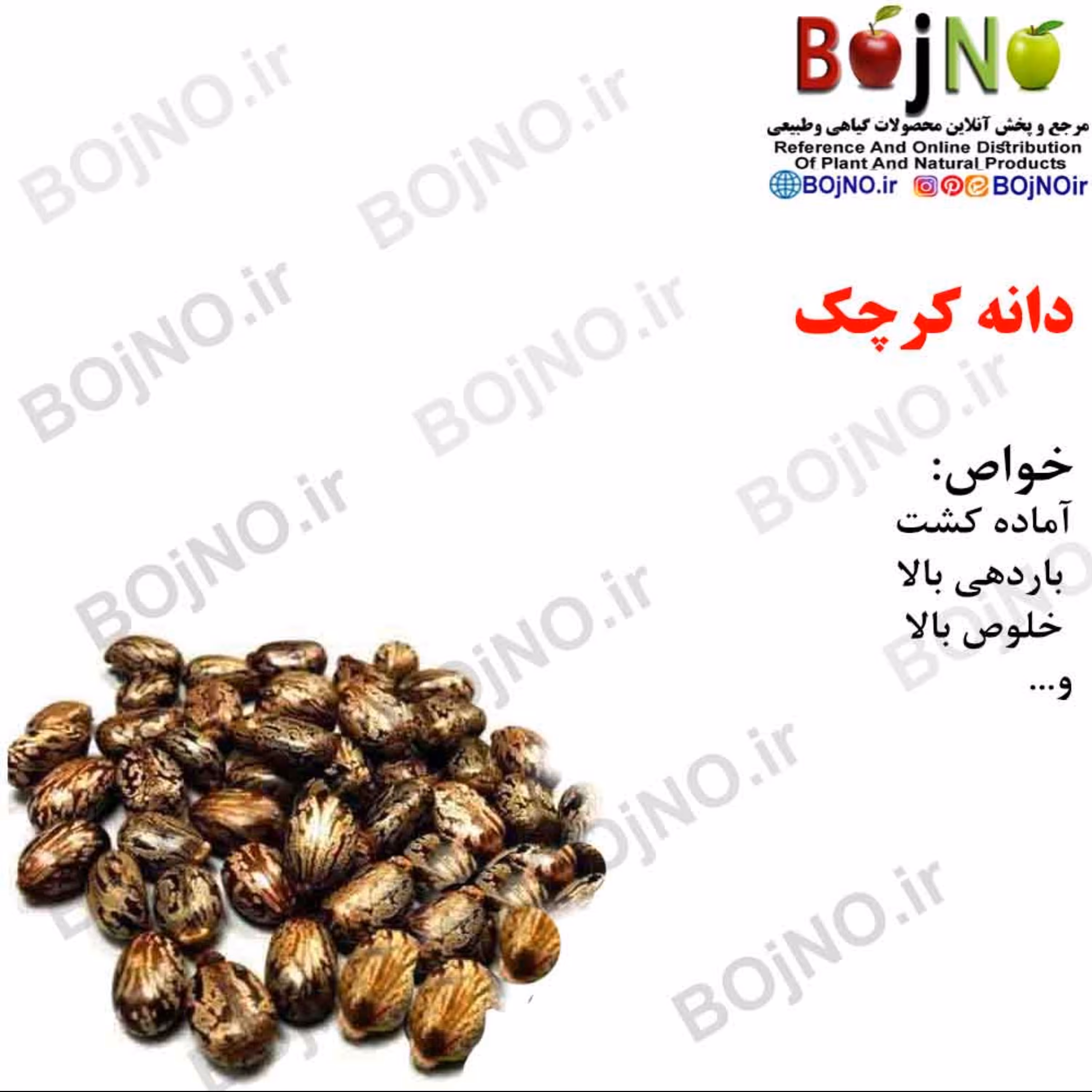 دانه کرچک (بسته 50گرمی)