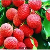 نهال لیچی استرالیایی

