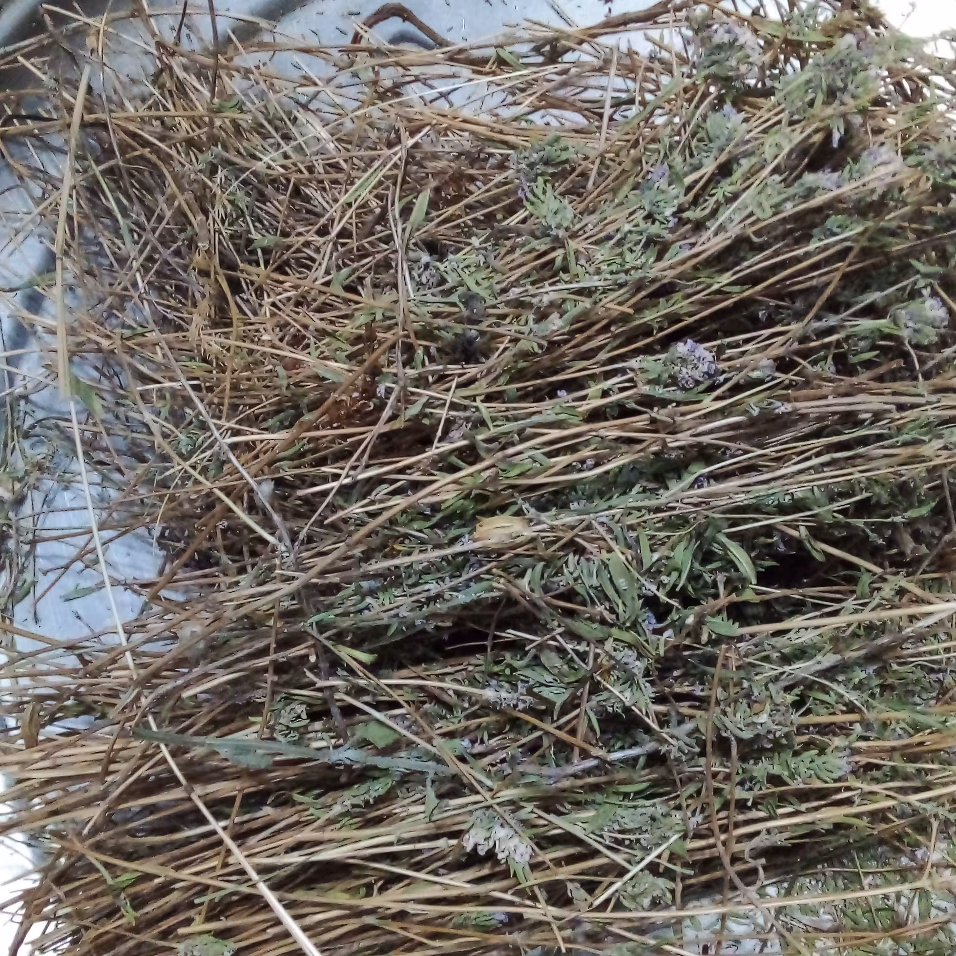 گیاه آویشن  وحشی که در ارتفاعات خشک و سنگلاخی و بعضی تپه ماهور ها میروید