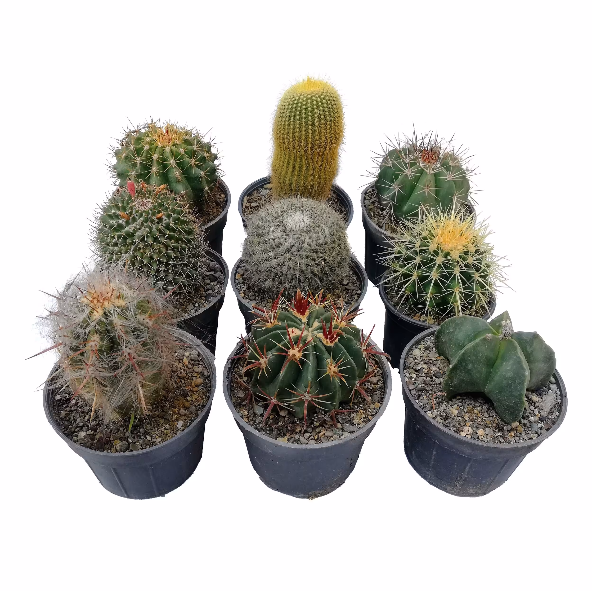 گیاه طبیعی کاکتوس تیغی مجموعه 9 عددی گلدان سایز 12