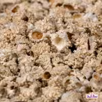 شکر تیغال 25 گرمی اعتماد ( شکرتیغال )(خارشکر )