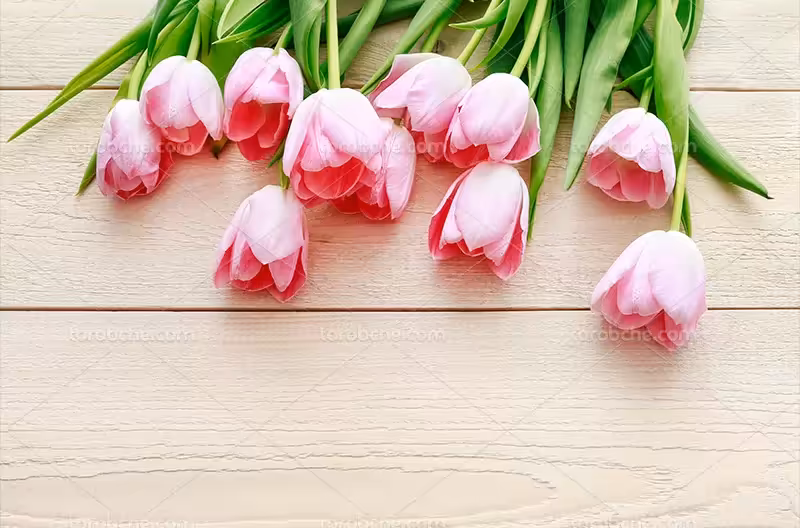 عکس گل رنگی | گرافیک با طعم تربچه