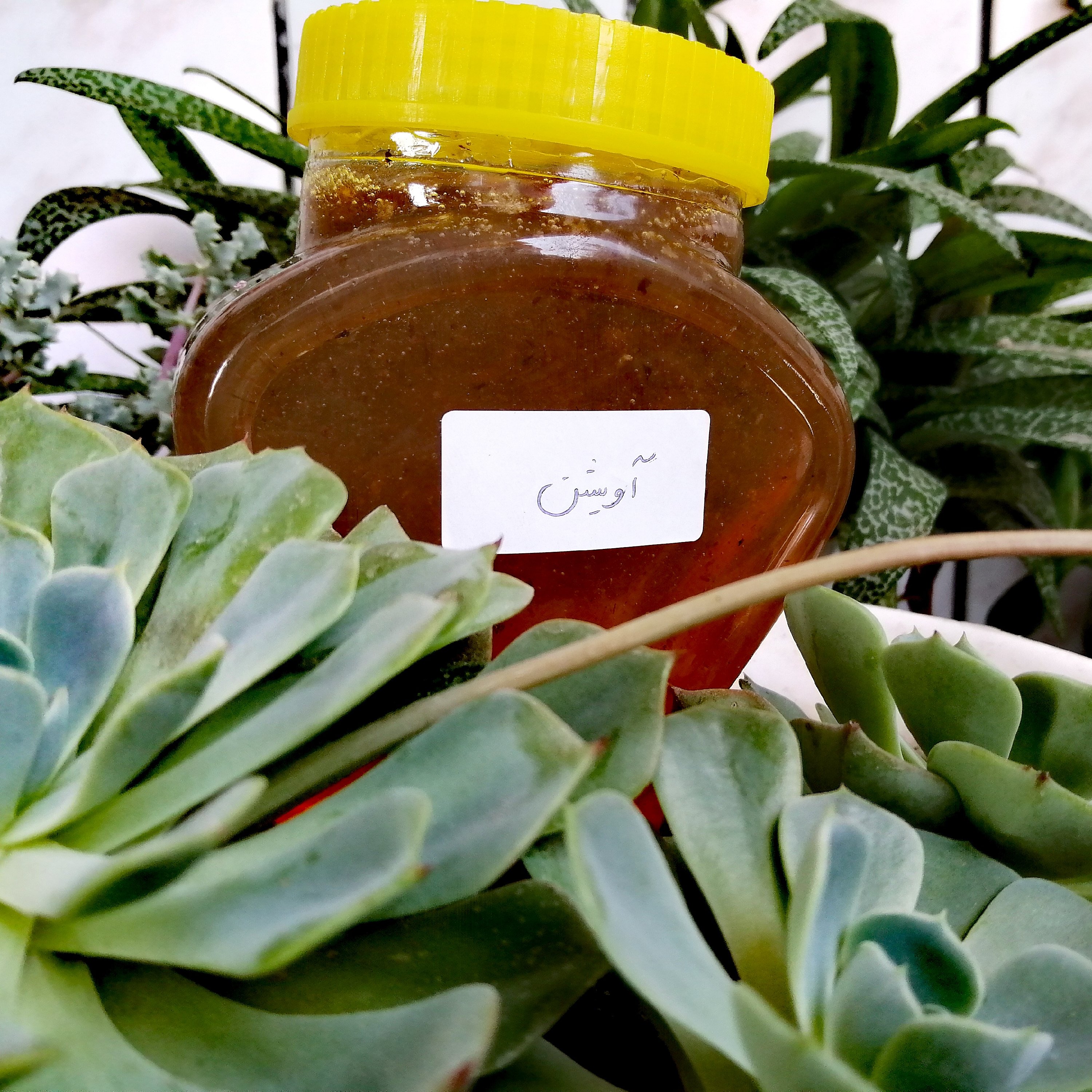 عسل آویشن